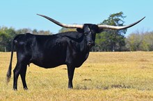 Marshall's Chocolate Chip