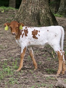 S.O. Stella Bella